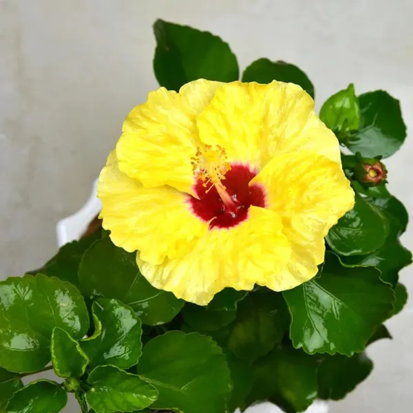 Yellow_Colour_Hybrid_Hibiscus_Joba_Gudhal_Flower_Plant_(1-2_Feet_Height)