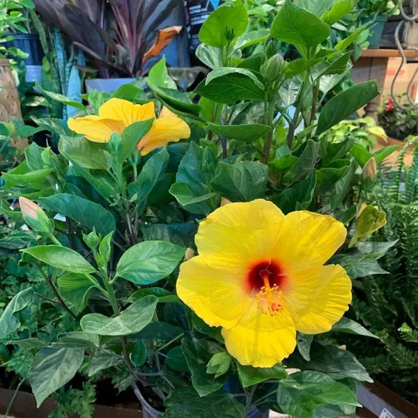 Yellow_Colour_Hybrid_Hibiscus_Joba_Gudhal_Flower_Plant_(1-2_Feet_Height)