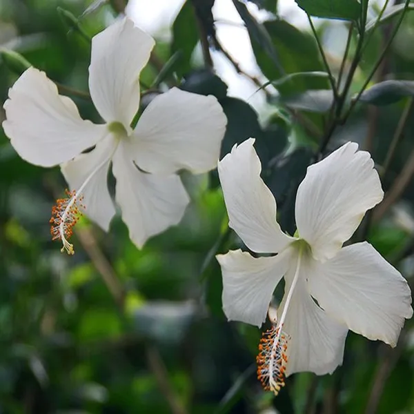 White_Colour_Hibiscus_Joba_Gudhal_Flower_Plant_(1-2_Feet_Height)