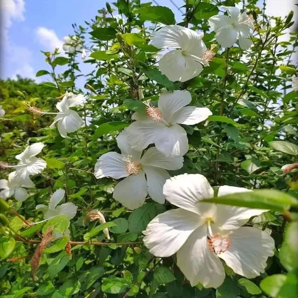 White_Colour_Hibiscus_Joba_Gudhal_Flower_Plant_(1-2_Feet_Height)