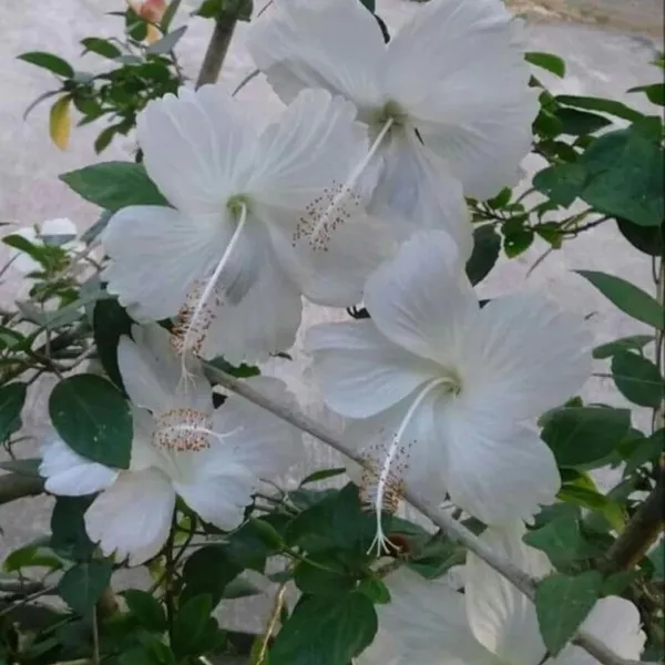 White_Colour_Hibiscus_Joba_Gudhal_Flower_Plant_(1-2_Feet_Height)
