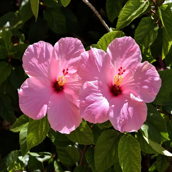Pink_Colour_Hibiscus_Joba_Gudhal_Flower_Plant_(1-2_Feet_Height)
