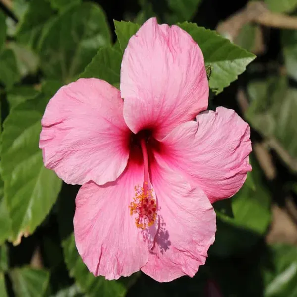 Pink_Colour_Hibiscus_Joba_Gudhal_Flower_Plant_(1-2_Feet_Height)