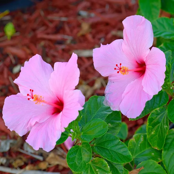 Pink_Colour_Hibiscus_Joba_Gudhal_Flower_Plant_(1-2_Feet_Height)