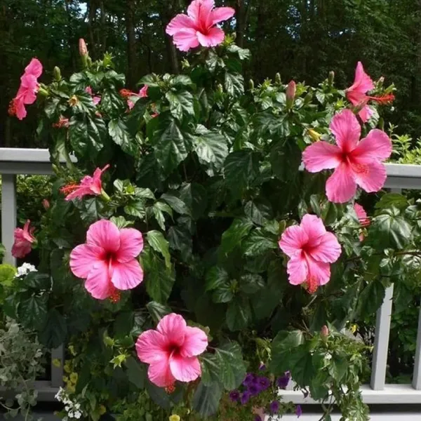Pink_Colour_Hibiscus_Joba_Gudhal_Flower_Plant_(1-2_Feet_Height)