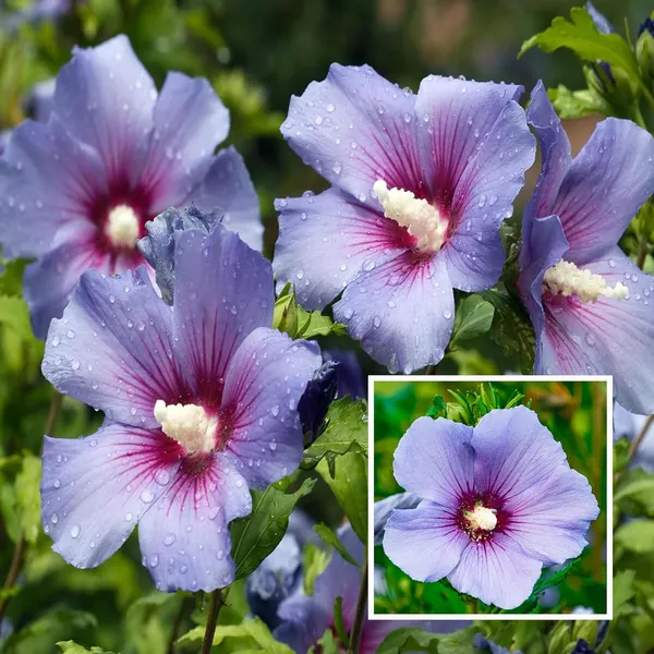 Purple_Colour_Hibiscus_Joba_Gudhal_Flower_Plant_(1-2_Feet_Height)