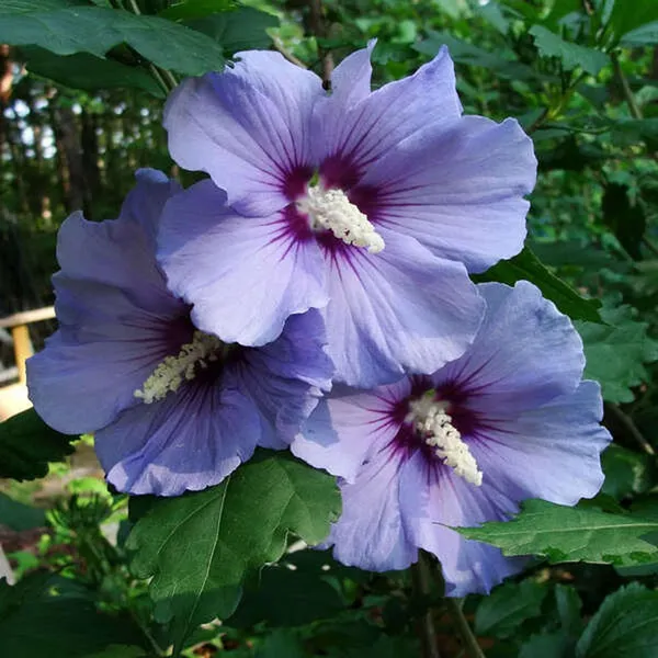 Purple_Colour_Hibiscus_Joba_Gudhal_Flower_Plant_(1-2_Feet_Height)