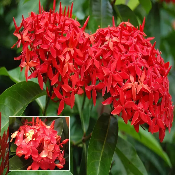 Red_Colour_Ixora_Rukmini_Rangan_Flower_Shrubs_Plant_(1.5-3_Feet_Height)