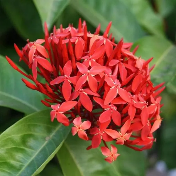 Red_Colour_Ixora_Rukmini_Rangan_Flower_Shrubs_Plant_(1.5-3_Feet_Height)