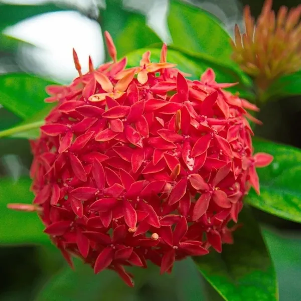 Red_Colour_Ixora_Rukmini_Rangan_Flower_Shrubs_Plant_(1.5-3_Feet_Height)