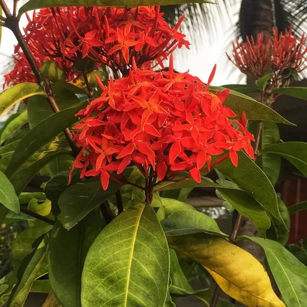 Red_Colour_Ixora_Rukmini_Rangan_Flower_Shrubs_Plant_(1.5-3_Feet_Height)