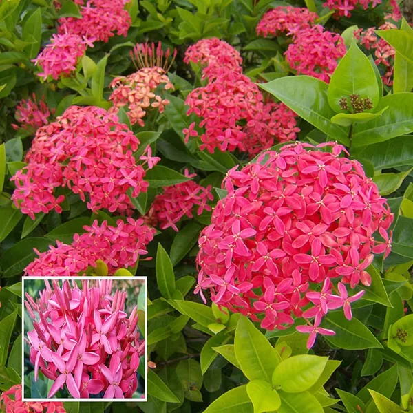 Pink_Colour_Ixora_Rukmini_Rangan_Flower_Shrubs_Plant_(1.5-3_Feet_Height)