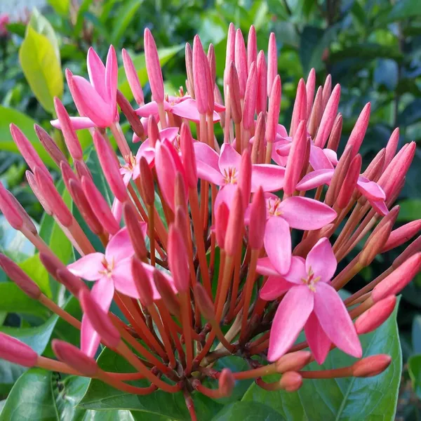 Pink_Colour_Ixora_Rukmini_Rangan_Flower_Shrubs_Plant_(1.5-3_Feet_Height)