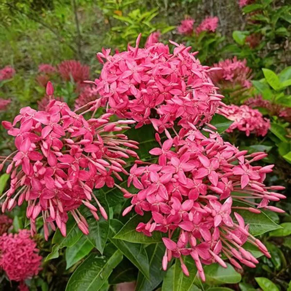 Pink_Colour_Ixora_Rukmini_Rangan_Flower_Shrubs_Plant_(1.5-3_Feet_Height)