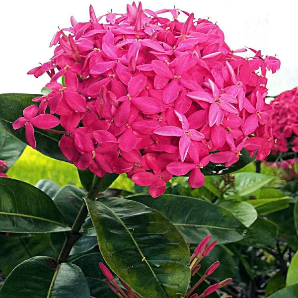 Pink_Colour_Ixora_Rukmini_Rangan_Flower_Shrubs_Plant_(1.5-3_Feet_Height)