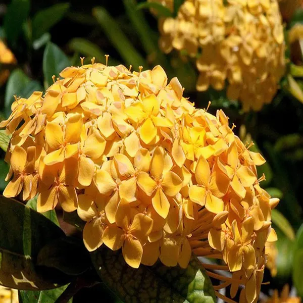 Yellow_Colour_Ixora_Rukmini_Rangan_Flower_Shrubs_Plant_(1.5-3_Feet_Height)