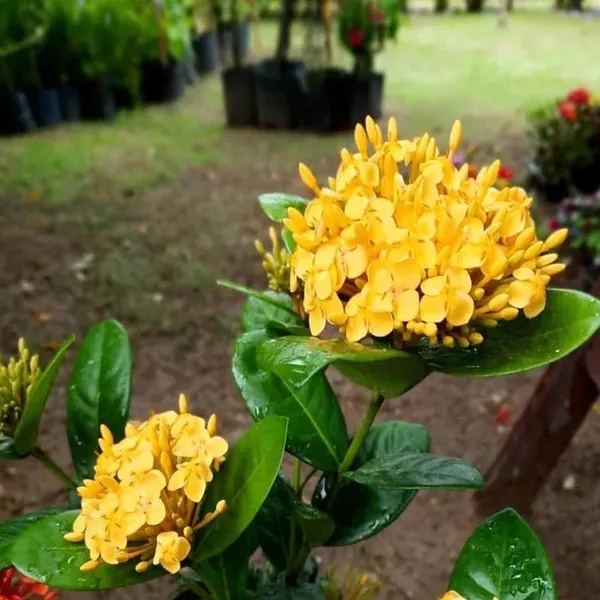 Yellow_Colour_Ixora_Rukmini_Rangan_Flower_Shrubs_Plant_(1.5-3_Feet_Height)