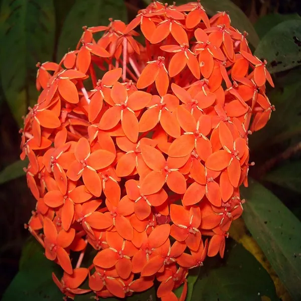 Orange_Colour_Ixora_Rukmini_Rangan_Flower_Shrubs_Plant_(1.5-3_Feet_Height)