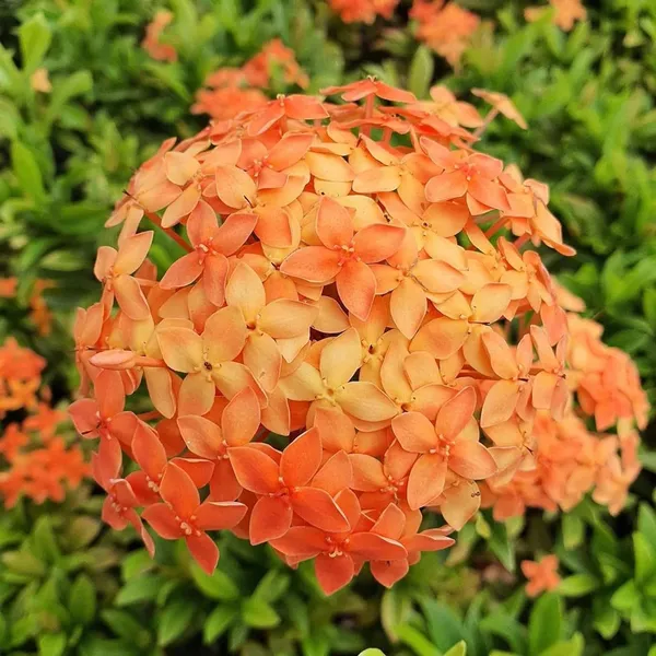 Orange_Colour_Ixora_Rukmini_Rangan_Flower_Shrubs_Plant_(1.5-3_Feet_Height)