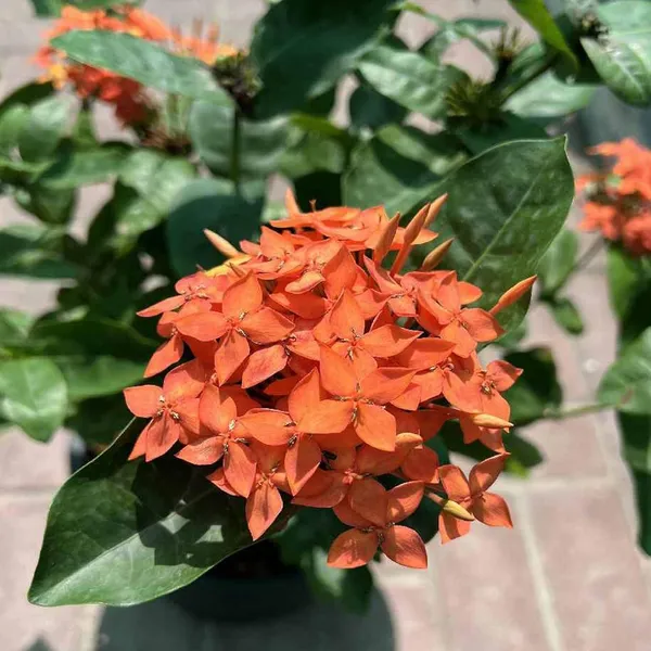 Orange_Colour_Ixora_Rukmini_Rangan_Flower_Shrubs_Plant_(1.5-3_Feet_Height)