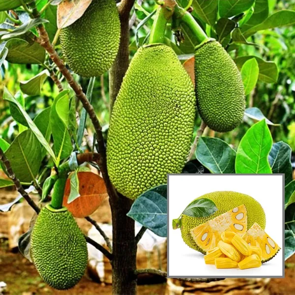 Thai_All_Season_Jackfruit_Panasa_Varikka_Katahal_Chakka_Grafted_Fruit_Plant_(1.5-3_Feet_Height)