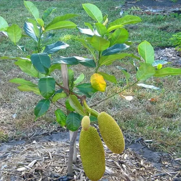 Thai_All_Season_Jackfruit_Panasa_Varikka_Katahal_Chakka_Grafted_Fruit_Plant_(1.5-3_Feet_Height)