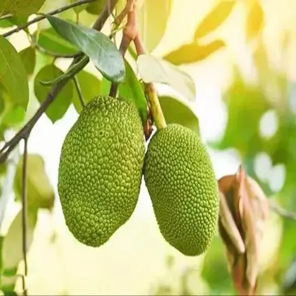 Thai_All_Season_Jackfruit_Panasa_Varikka_Katahal_Chakka_Grafted_Fruit_Plant_(1.5-3_Feet_Height)