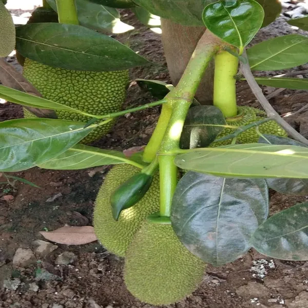 Seedless_Gumless_Jackfruit_Panasa_Varikka_Katahal_Chakka_Grafted_Fruit_Plant_(1.5-3_Feet_Height)