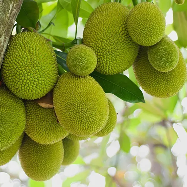 Seedless_Gumless_Jackfruit_Panasa_Varikka_Katahal_Chakka_Grafted_Fruit_Plant_(1.5-3_Feet_Height)