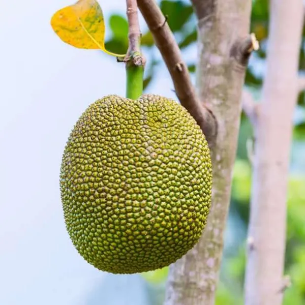 Seedless_Gumless_Jackfruit_Panasa_Varikka_Katahal_Chakka_Grafted_Fruit_Plant_(1.5-3_Feet_Height)