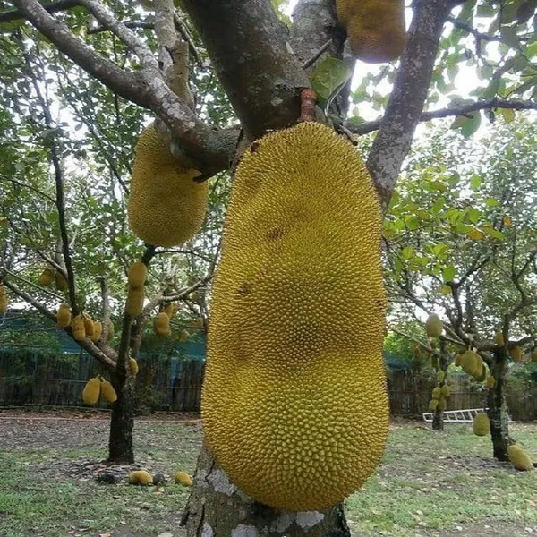 Giant_Big_Size_Varikka_Katahal_Panasa_Chakka_Variety_Grafted_Fruit_Plant_(1-2_Feet_Height)