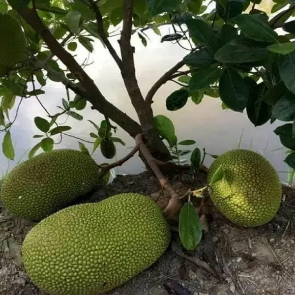 Giant_Big_Size_Varikka_Katahal_Panasa_Chakka_Variety_Grafted_Fruit_Plant_(1-2_Feet_Height)