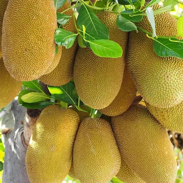 Giant_Big_Size_Varikka_Katahal_Panasa_Chakka_Variety_Grafted_Fruit_Plant_(1-2_Feet_Height)