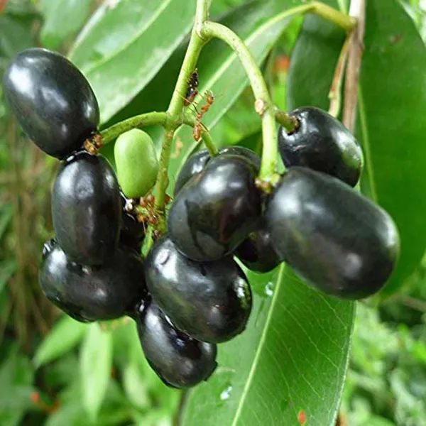 Thai_Black_Jamun_Jambolan_Jam_Grafted_Fruit_Plant_(1.5-3_Feet_Height)