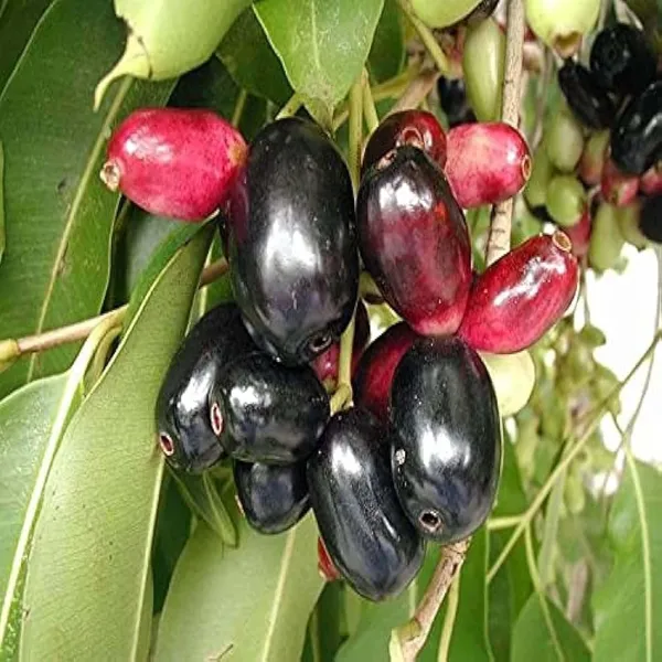 Thai_Black_Jamun_Jambolan_Jam_Grafted_Fruit_Plant_(1.5-3_Feet_Height)
