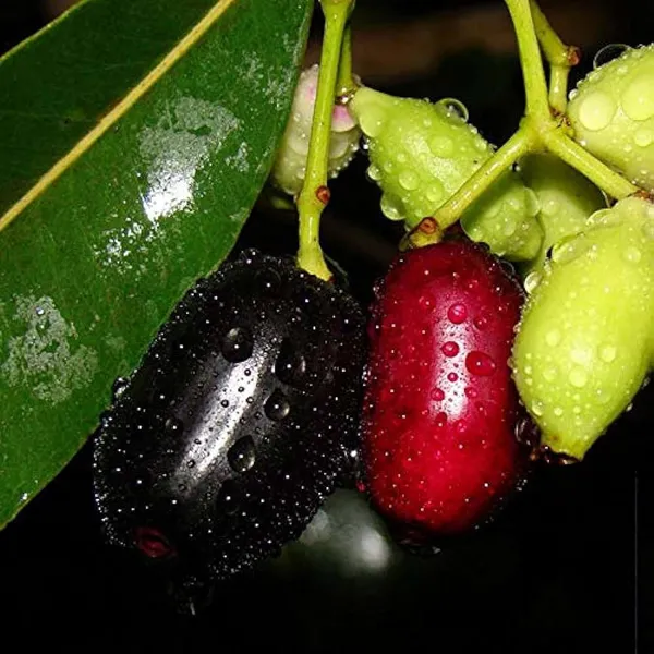Thai_Black_Jamun_Jambolan_Jam_Grafted_Fruit_Plant_(1.5-3_Feet_Height)
