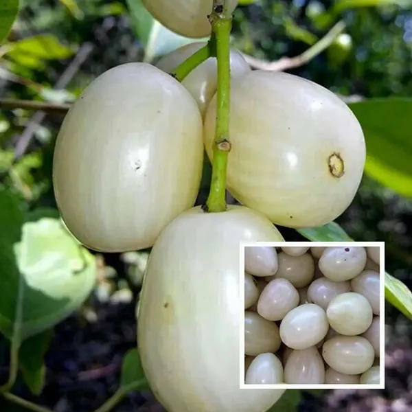 White_Jamun_Jambolan_Jam_Grafted_Fruit_Plant_(1.5-3_Feet_Height)