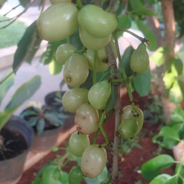 White_Jamun_Jambolan_Jam_Grafted_Fruit_Plant_(1.5-3_Feet_Height)
