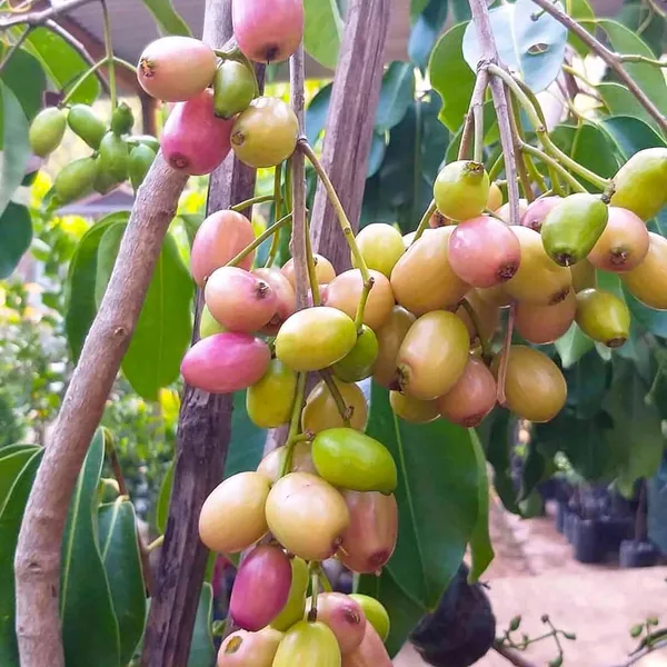 White_Jamun_Jambolan_Jam_Grafted_Fruit_Plant_(1.5-3_Feet_Height)