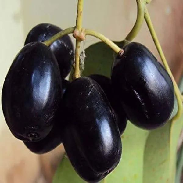 Seedless_Black_Jamun_Jambolan_Jam_Grafted_Fruit_Plant_(1.5-3_Feet_Height)