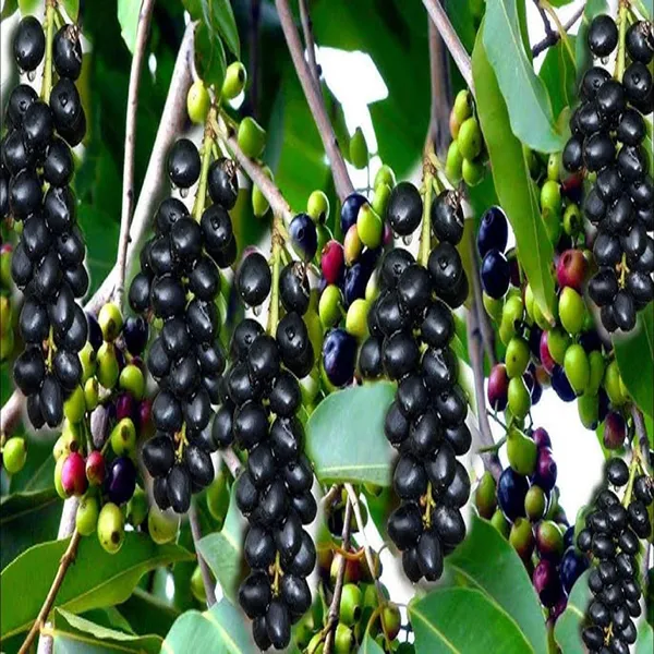 Seedless_Black_Jamun_Jambolan_Jam_Grafted_Fruit_Plant_(1.5-3_Feet_Height)
