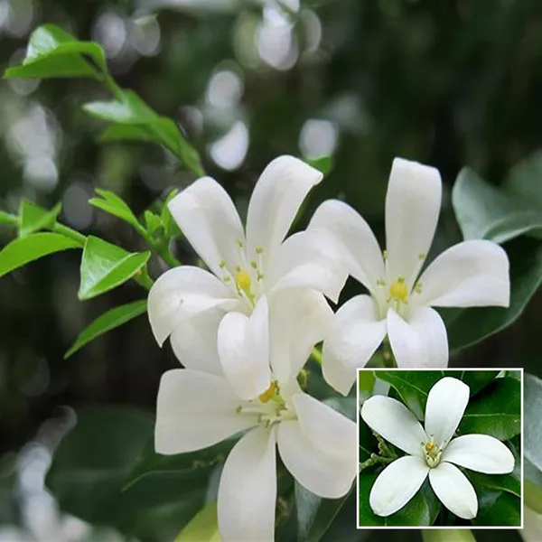 Madhu_Kamini_Satin_Wood_Kunti_Fragrant_Shrubs_Flower_Plant_(1-2_Feet_Height)