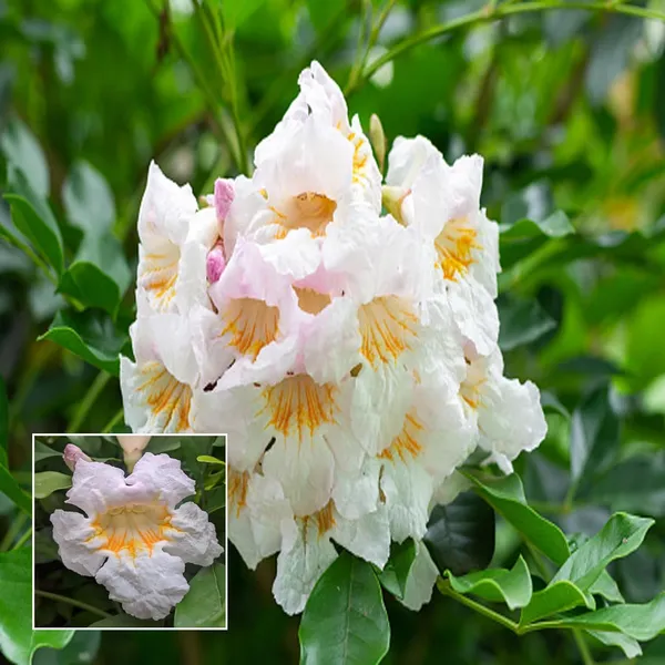Hybrid_Kamini_Satin_Wood_Kunti_Shrubs_Flower_Plant_(1-2_Feet_Height)