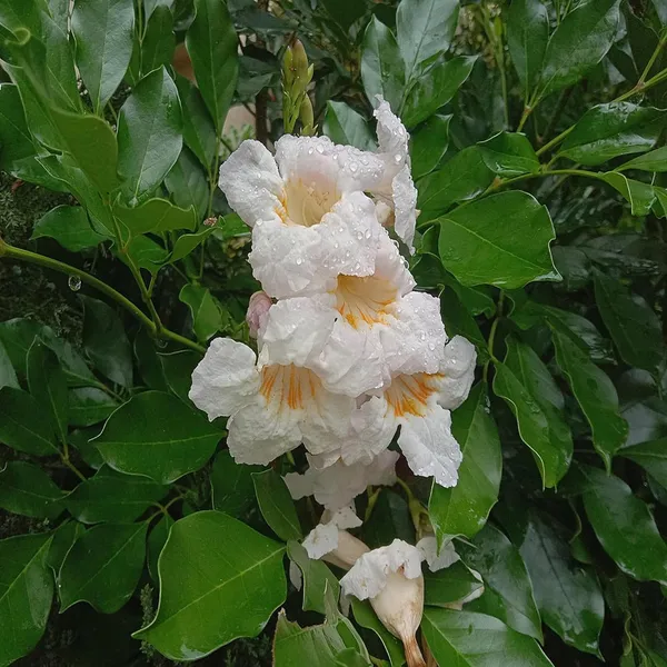 Hybrid_Kamini_Satin_Wood_Kunti_Shrubs_Flower_Plant_(1-2_Feet_Height)
