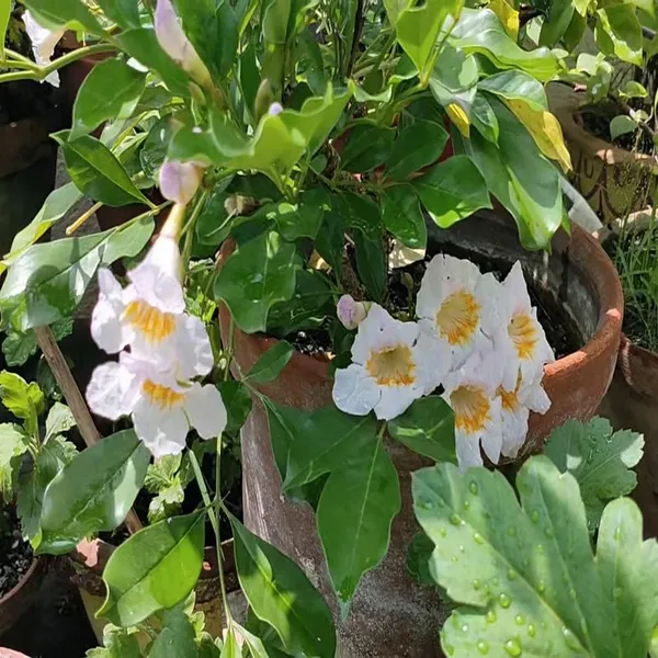 Hybrid_Kamini_Satin_Wood_Kunti_Shrubs_Flower_Plant_(1-2_Feet_Height)