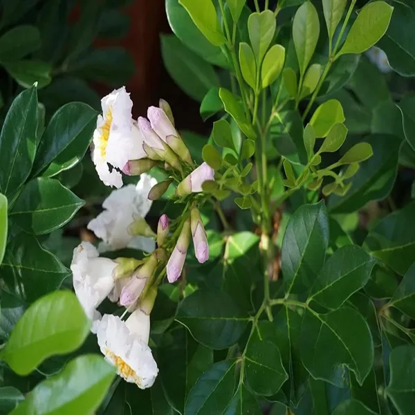 Hybrid_Kamini_Satin_Wood_Kunti_Shrubs_Flower_Plant_(1-2_Feet_Height)