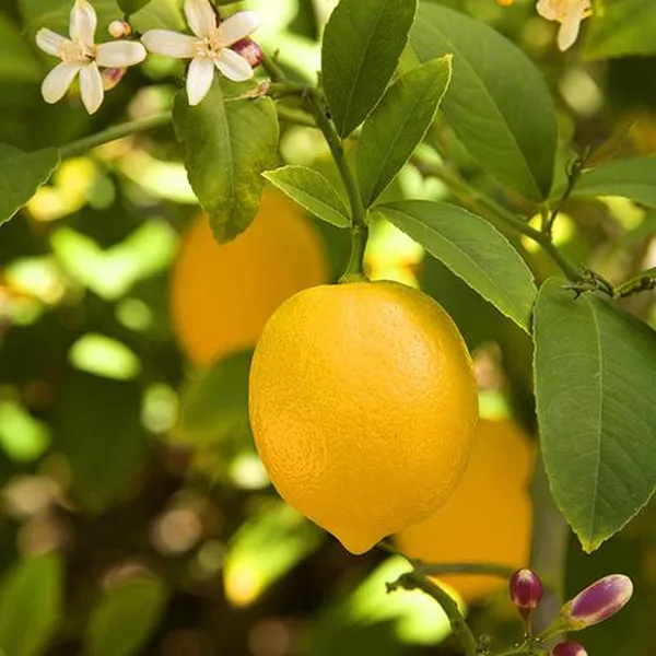 Nimbu_Balaji_Lemon_Lemon_Nimbu_Layering/Grafted_Fruit_Plant_(1-2_Feet_Height)
