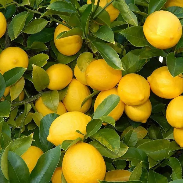 Nimbu_Balaji_Lemon_Lemon_Nimbu_Layering/Grafted_Fruit_Plant_(1-2_Feet_Height)