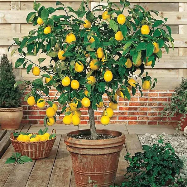 Nimbu_Balaji_Lemon_Lemon_Nimbu_Layering/Grafted_Fruit_Plant_(1-2_Feet_Height)