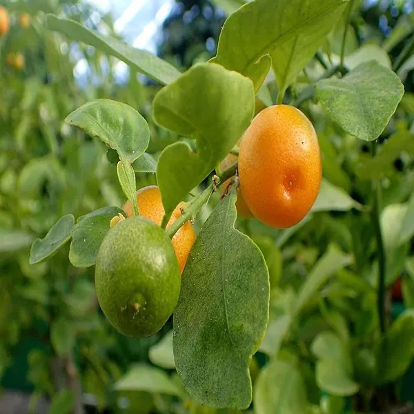 Nimbu_Cot_Sour_All_Time_Lemon_Nimbu_Layering/Grafted_Fruit_Plant_(1-2_Feet_Height)